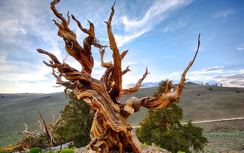 این درخت کهنسال ترین درخت جهان است 